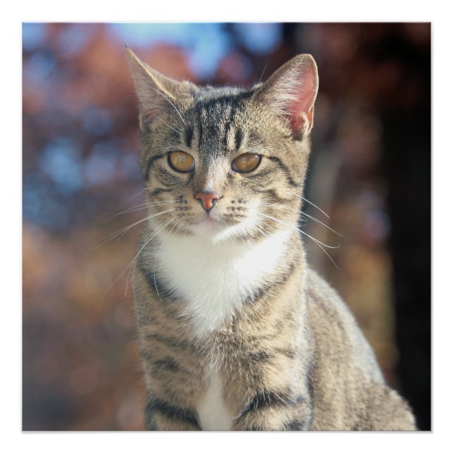 Pôster Brin (Frente)