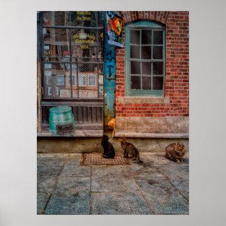 Poster Brincadeira de gato