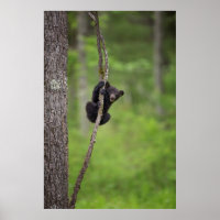 Brincadeira de urso preto no Tennessee