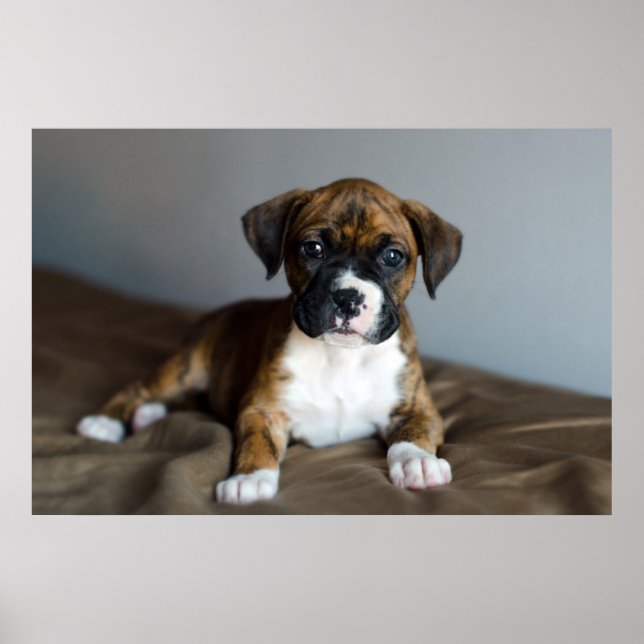 Pôster Brindle Boxer Puppy (Frente)