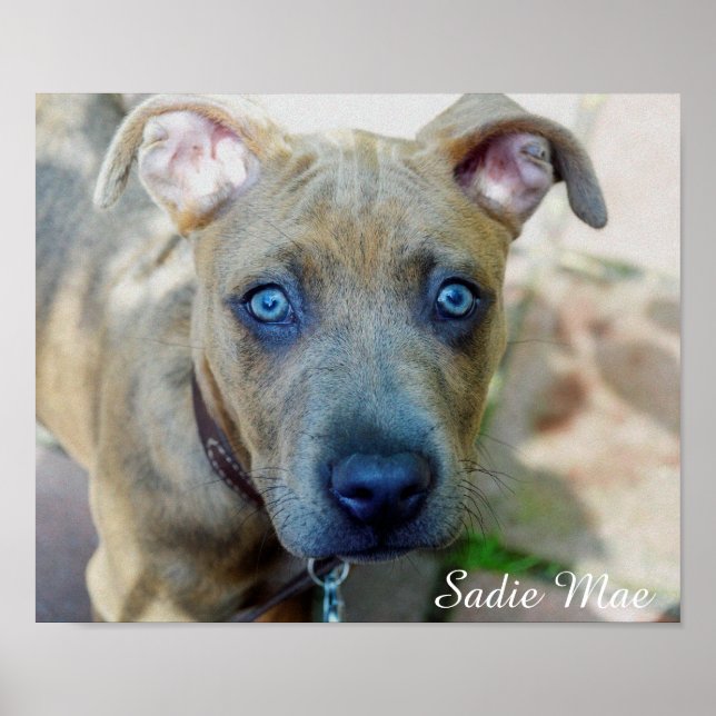 Poster Brindle Pit Bull Puppy por Shirley Taylor (Frente)