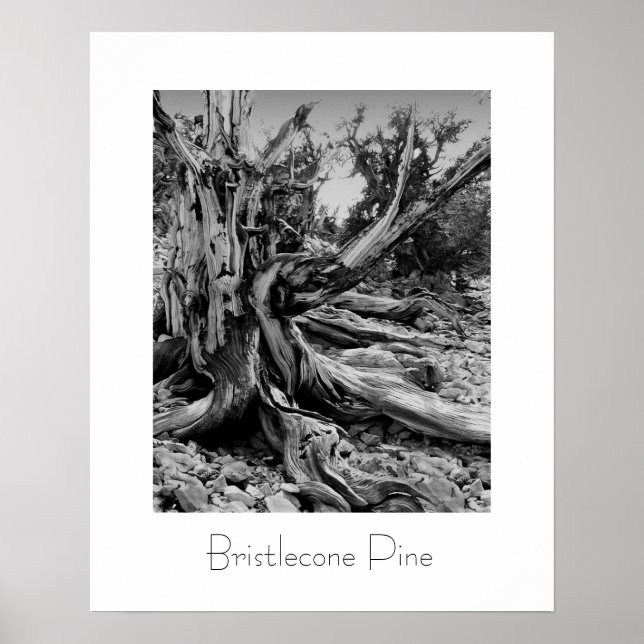 Pôster Bristlecone Pine (Frente)