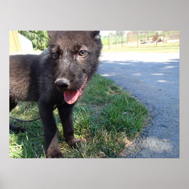 Pôster British Columbian Wolf Pup (Frente)