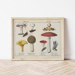 Poster British Fungi   Charlotte Mary Yonge