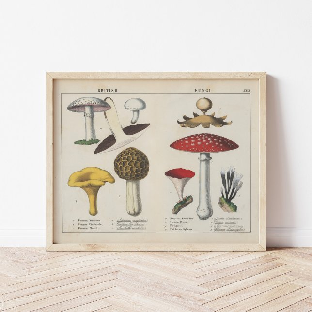 Poster British Fungi | Charlotte Mary Yonge (Criador carregado)