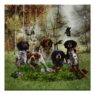 Pôster Brittany Spaniels, Caça de Pássaros