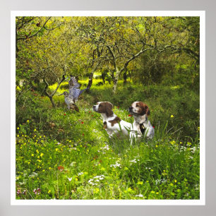 Poster Brittany Spaniels , Estação de Caça de Pássaros