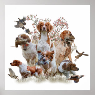 Poster Brittany Spaniels , Estação de Caça de Pássaros