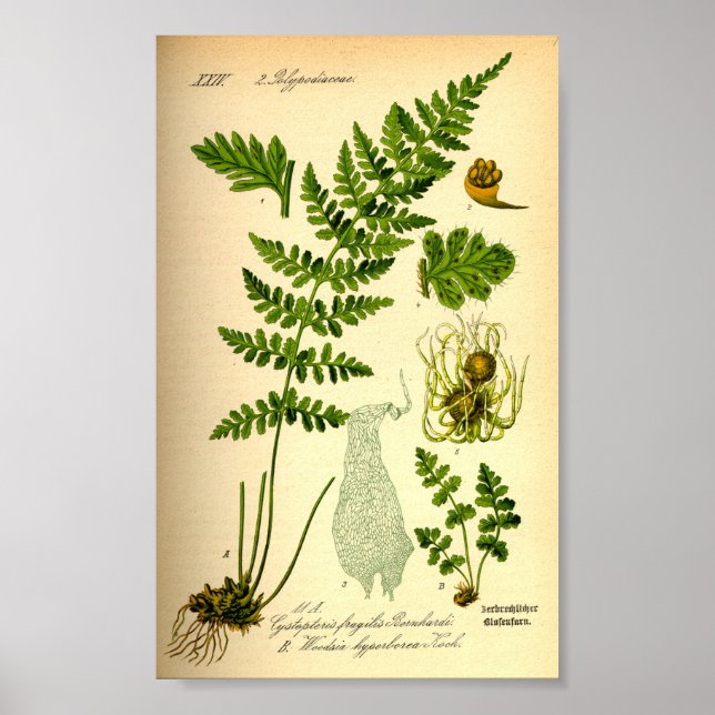 Poster Brittle Bladder Fern (Cystopteris fragilis) (Frente)