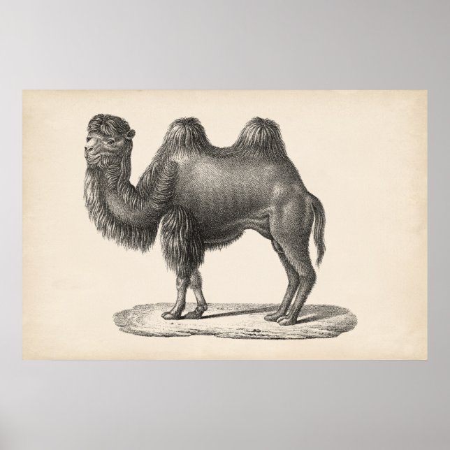Poster Brodtmann Camel Sketch (Frente)