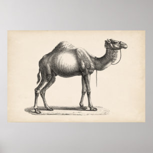 Poster Brodtmann Dromedary Camel Sketch