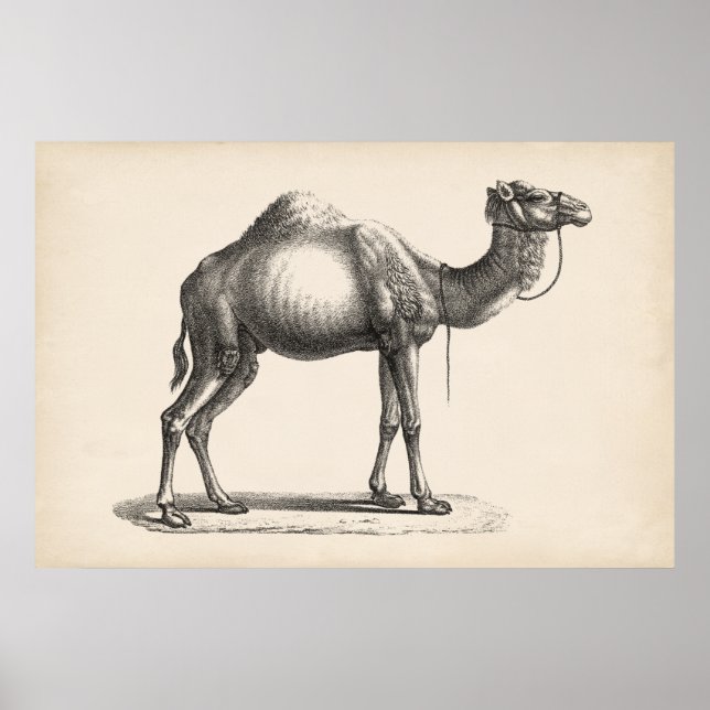 Poster Brodtmann Dromedary Camel Sketch (Frente)