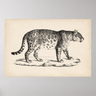 Poster Brodtmann Leopard Sketch