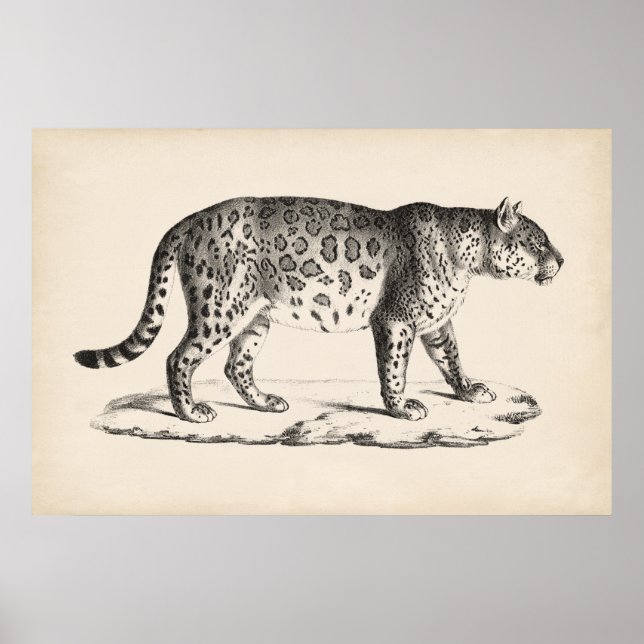 Poster Brodtmann Leopard Sketch (Frente)