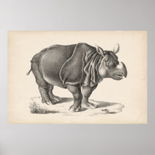 Poster Brodtmann Rhinoceros Sketch