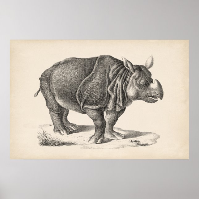 Poster Brodtmann Rhinoceros Sketch (Frente)