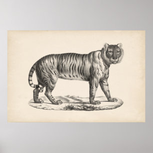 Poster Brodtmann Tiger Sketch