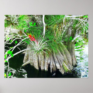 Pôster Bromeliad em manguezais, marismas de Florida