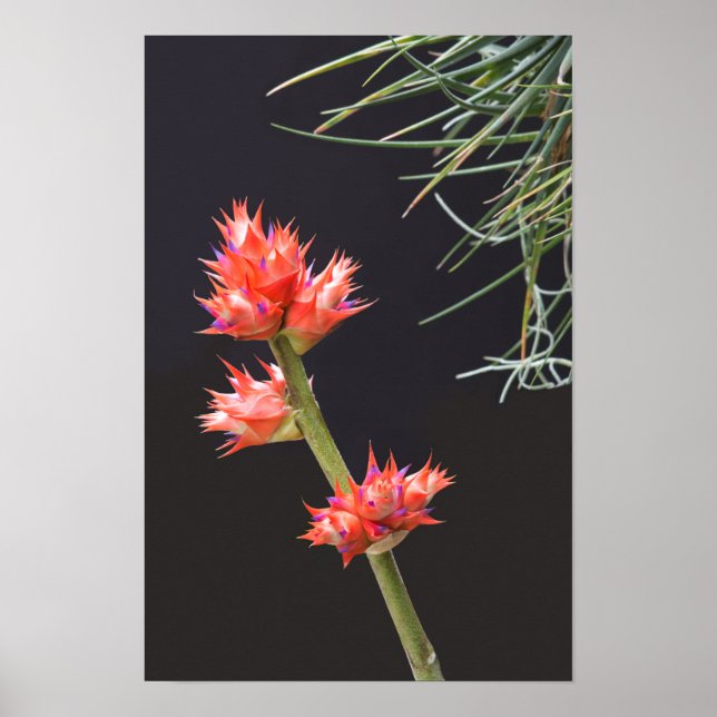 Poster Bromeliad Flowers and Stem (Frente)