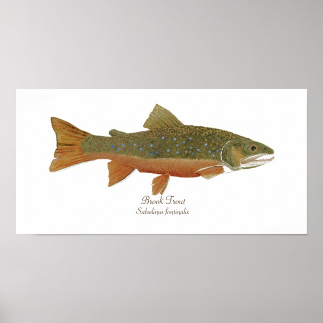Pôster Brook Trout (Frente)