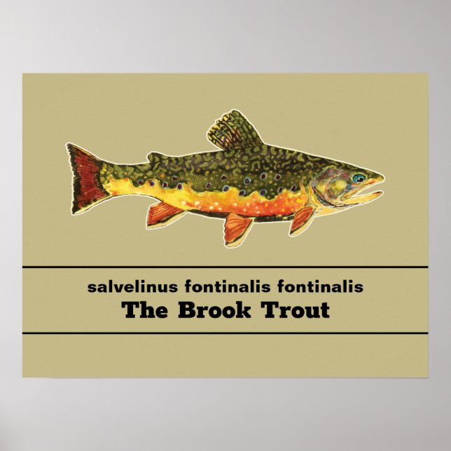 Poster Brook Trout Fly Fishing Latin Name Ichthyology (Frente)