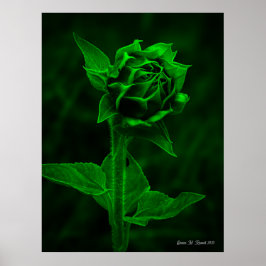 Poster "Broto de Girassol"
