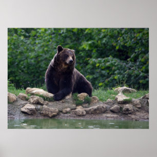 Pôster Brown bear