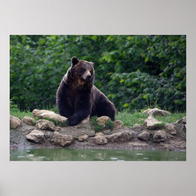 Pôster Brown bear (Frente)