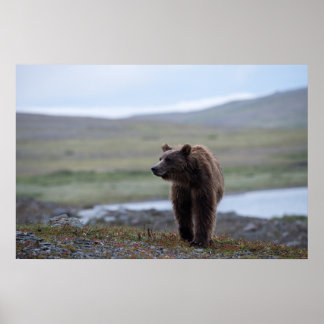 Poster Brown Bear at the Katmai Preserve
