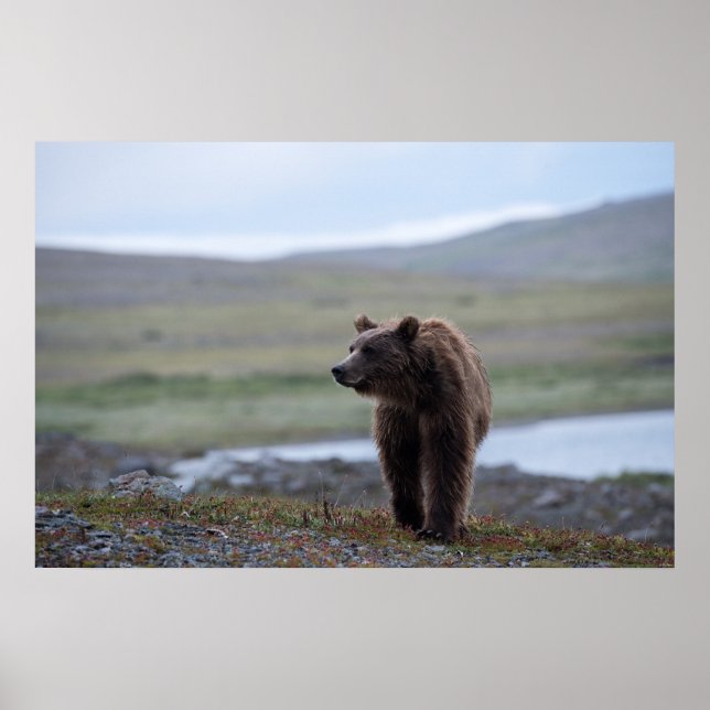 Poster Brown Bear at the Katmai Preserve (Frente)