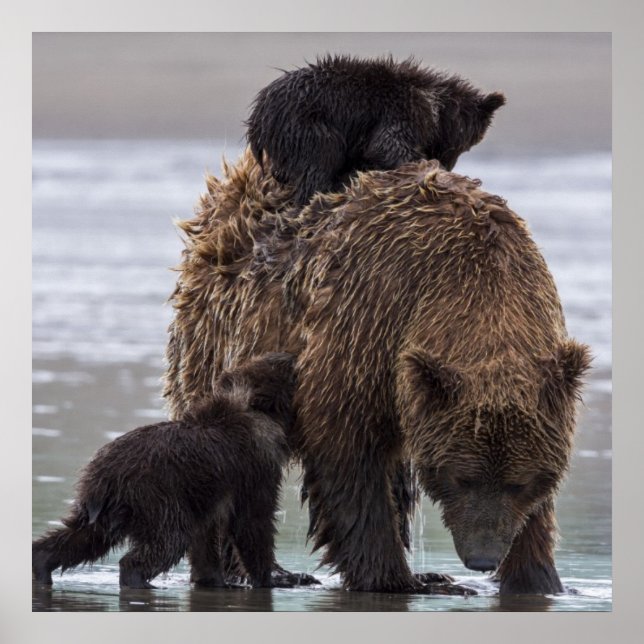 Poster Brown Bear | Parque Nacional do Lago Clark (Frente)