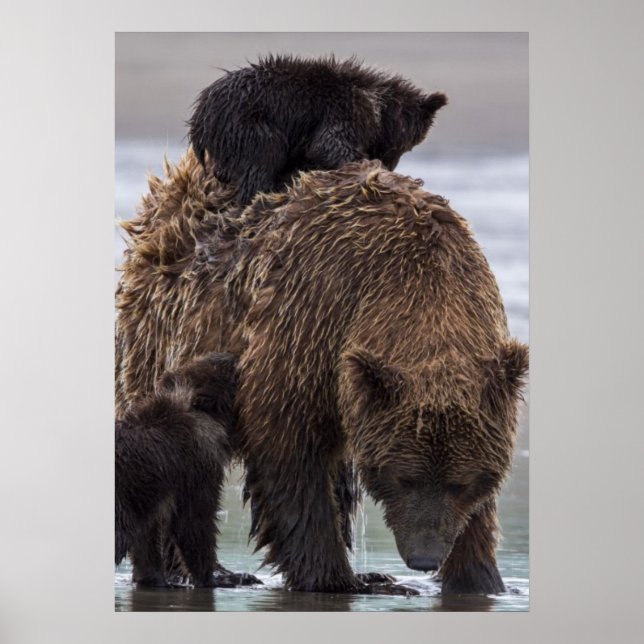 Poster Brown Bear | Parque Nacional do Lago Clark (Frente)