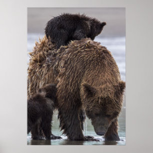 Poster Brown Bear   Parque Nacional do Lago Clark