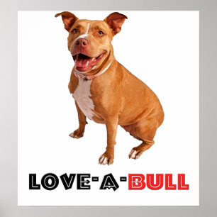 Pôster Brown bonito Pittie Amor-um-Bull
