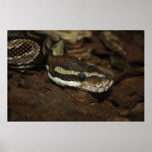 Poster Brown Carpet Python