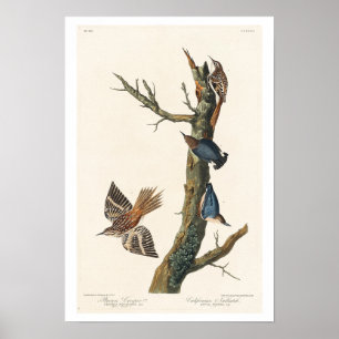 Poster Brown Creeper e California Nuthatch, de Audubon