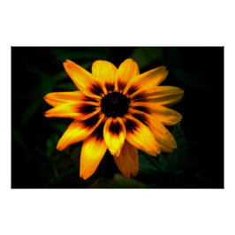 Pôster Brown Eyed Susan Flower