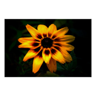 Pôster Brown Eyed Susan Flower