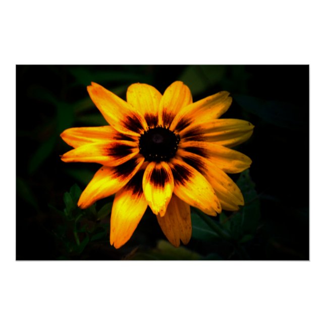 Pôster Brown Eyed Susan Flower (Frente)