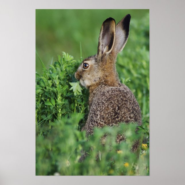 Poster Brown Hare, Lepus europaeus, jovem comendo, (Frente)