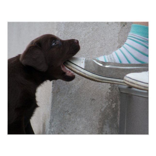 Pôster Brown Labrador Puppy faminto (Frente)