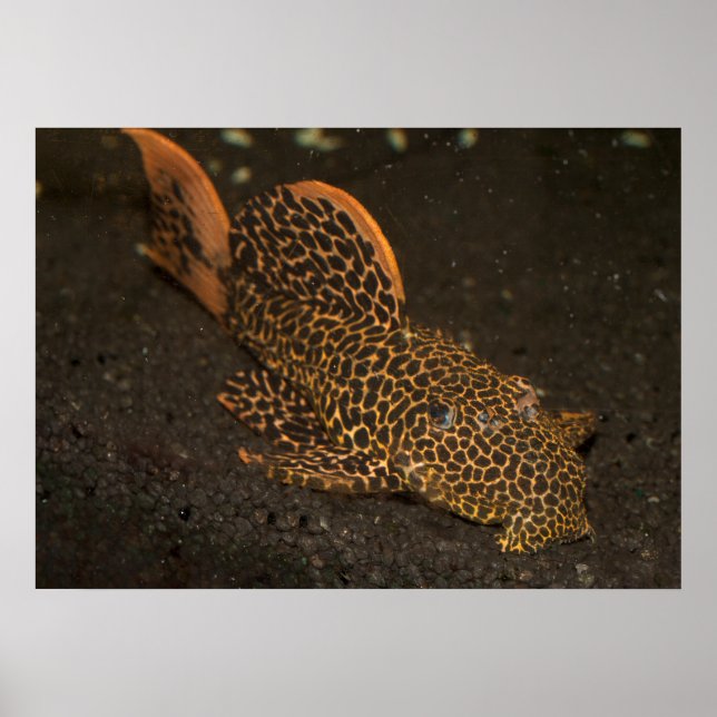 Poster Brown Peckoltia Compta (Frente)