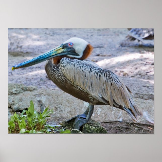 Poster Brown Pelican (Frente)