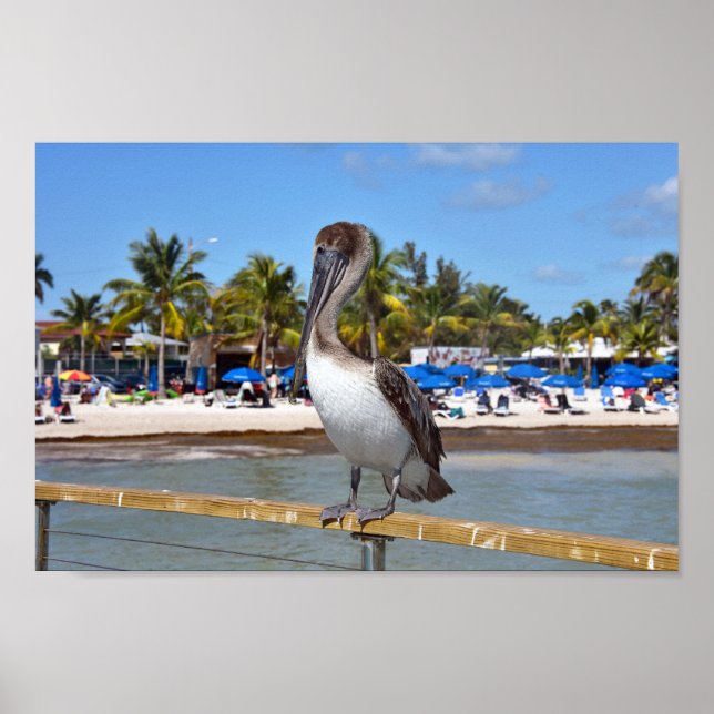 Poster Brown Pelican, Higgs Beach, Key West, Florida (Frente)
