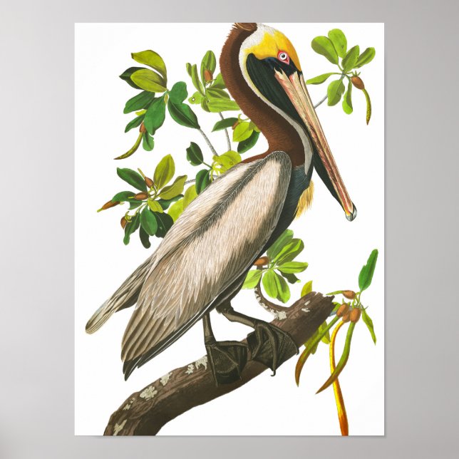Poster Brown Pelican por John James Audubon (Frente)