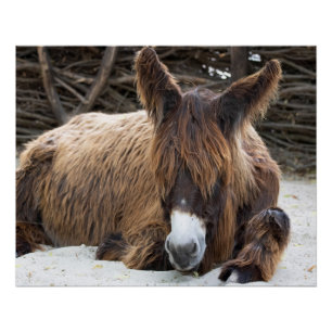 Pôster Brown Poitou Donkey