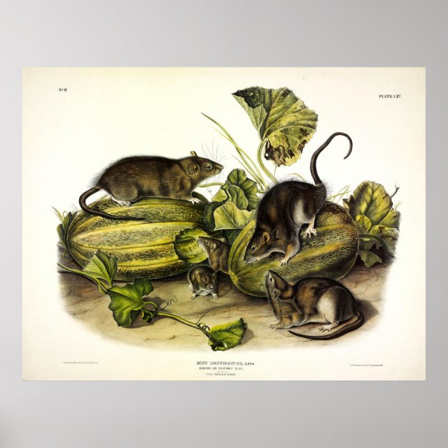 Poster Brown Rat, Norway Rat, Rattus norvegicus - Audubon (Frente)