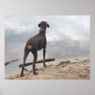 Poster Brown, the Doberman