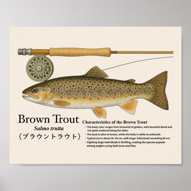 Poster Brown Trout – English Art Print (Frente)