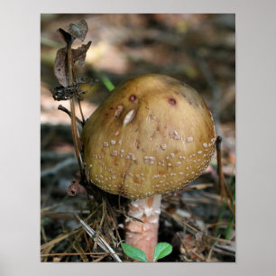 Pôster Brown Woodland Mushroom Nature